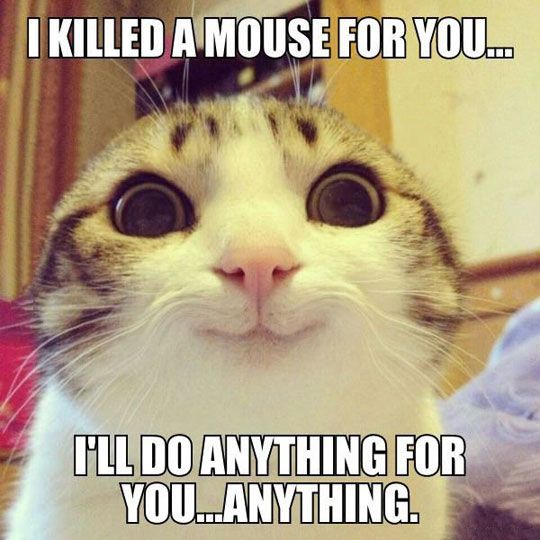 I killed a mouse for you... I'll do anything for you... anything.
