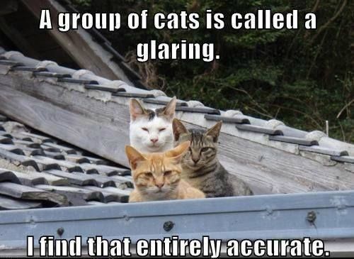 A group of cats is called a glaring. I find that entirely accurate.